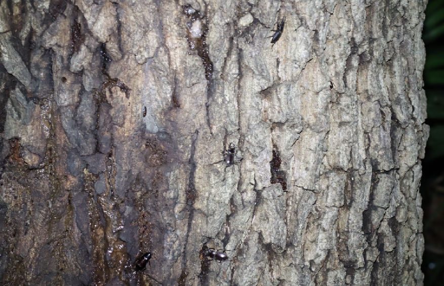 コクワガタ3♂_団地前のクヌギ_2023年6月13日20時 気温22.1度